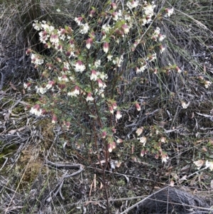 Pimelea linifolia subsp. linifolia at O'Connor, ACT - 30 Aug 2022