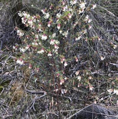 Pimelea linifolia subsp. linifolia (Queen of the Bush, Slender Rice-flower) at O'Connor, ACT - 30 Aug 2022 by jgiacon