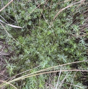 Ranunculus inundatus at Yarralumla, ACT - 1 Sep 2022