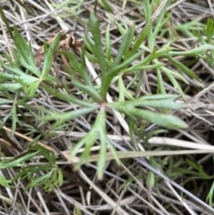 Ranunculus inundatus at Yarralumla, ACT - 1 Sep 2022