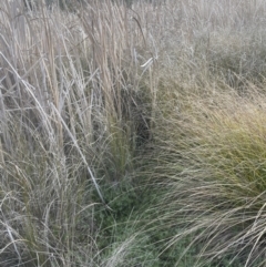 Ranunculus inundatus at Yarralumla, ACT - 1 Sep 2022