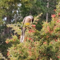 Anthochaera carunculata (Red Wattlebird) at Isaacs Ridge and Nearby - 1 Sep 2022 by Mike
