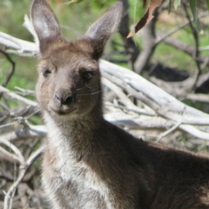 Macropus fuliginosus at suppressed - suppressed