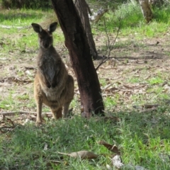 Macropus fuliginosus at suppressed - suppressed