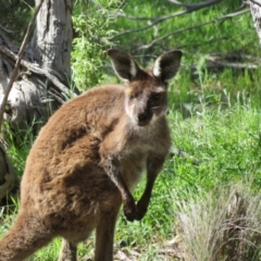 Macropus fuliginosus at suppressed - suppressed