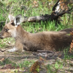 Macropus fuliginosus at suppressed - suppressed