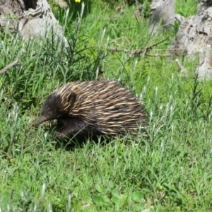 Tachyglossus aculeatus at Aldinga Beach, SA - 31 Aug 2022