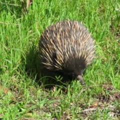 Tachyglossus aculeatus at Aldinga Beach, SA - 31 Aug 2022 01:00 PM