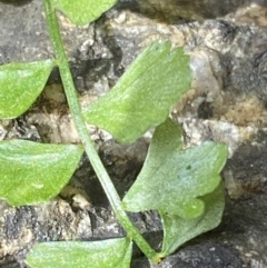 Asplenium flabellifolium (Necklace Fern) at Rendezvous Creek, ACT - 1 Sep 2022 by RAllen