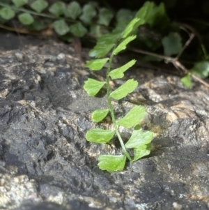 Asplenium flabellifolium at Rendezvous Creek, ACT - 1 Sep 2022