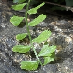 Asplenium flabellifolium at Rendezvous Creek, ACT - 1 Sep 2022