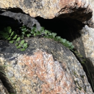 Asplenium flabellifolium at Rendezvous Creek, ACT - suppressed