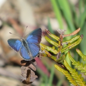 Erina hyacinthina at Aldinga Beach, SA - 31 Aug 2022 12:30 PM