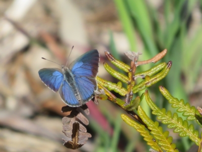 Erina hyacinthina (Varied Dusky-blue) at Aldinga Beach, SA - 31 Aug 2022 by Christine
