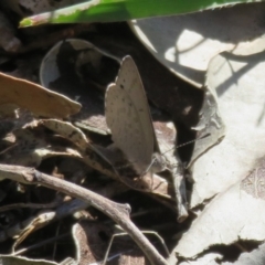 Erina hyacinthina at Aldinga Beach, SA - 31 Aug 2022