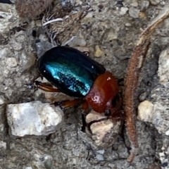 Lamprolina (genus) (Pittosporum leaf beetle) at Namadgi National Park - 1 Sep 2022 by RAllen