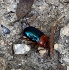 Calomela sp. (genus) at Rendezvous Creek, ACT - suppressed