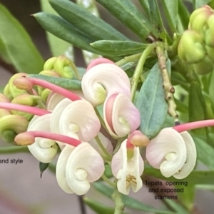 Grevillea iaspicula at Greenleigh, NSW - suppressed