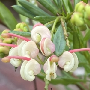 Grevillea iaspicula at Greenleigh, NSW - suppressed