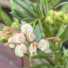 Grevillea iaspicula at Greenleigh, NSW - suppressed