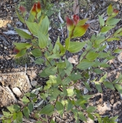 Grevillea iaspicula at Greenleigh, NSW - suppressed