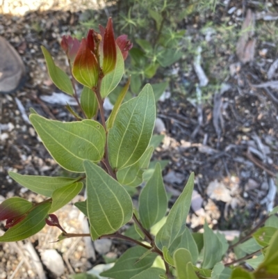 Acacia binervata (Two-veined Hickory) at Black Mountain - 1 Sep 2022 by Cuumbeun