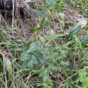 Nandina domestica at Jerrabomberra, NSW - 1 Sep 2022