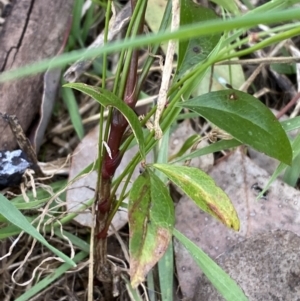 Nandina domestica at Jerrabomberra, NSW - 1 Sep 2022