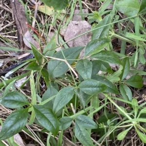 Nandina domestica at Jerrabomberra, NSW - 1 Sep 2022