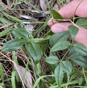 Nandina domestica at Jerrabomberra, NSW - 1 Sep 2022