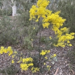 Acacia boormanii (Snowy River Wattle) at Mount Jerrabomberra QP - 1 Sep 2022 by Steve_Bok