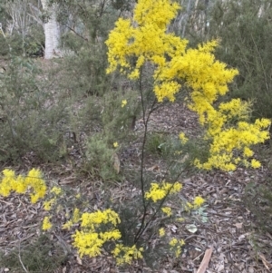 Acacia boormanii at Jerrabomberra, NSW - 1 Sep 2022
