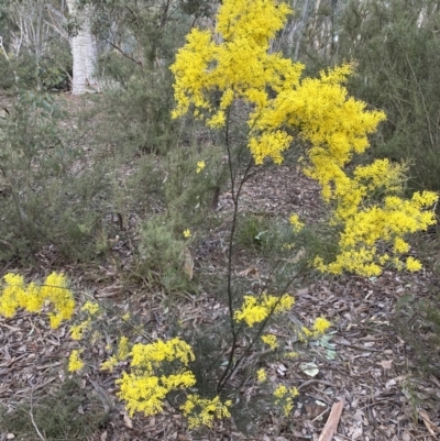 Acacia boormanii (Snowy River Wattle) at Jerrabomberra, NSW - 1 Sep 2022 by SteveBorkowskis