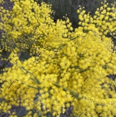 Acacia boormanii at Jerrabomberra, NSW - 1 Sep 2022 04:19 PM