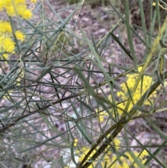 Acacia boormanii at Jerrabomberra, NSW - 1 Sep 2022 04:19 PM