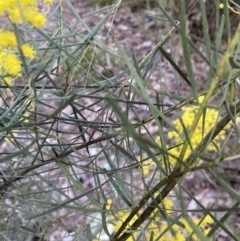 Acacia boormanii at Jerrabomberra, NSW - 1 Sep 2022