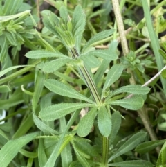 Galium aparine (Goosegrass, Cleavers) at Jerrabomberra, NSW - 1 Sep 2022 by SteveBorkowskis