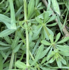 Galium aparine at Jerrabomberra, NSW - 1 Sep 2022 04:08 PM