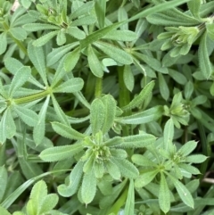 Galium aparine at Jerrabomberra, NSW - 1 Sep 2022