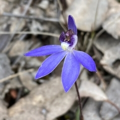 Cyanicula caerulea at Jerrabomberra, NSW - 1 Sep 2022