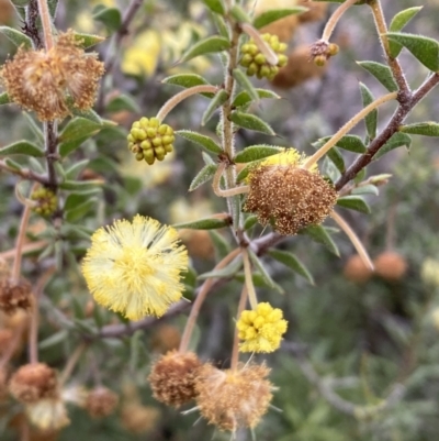 Acacia gunnii (Ploughshare Wattle) at Mount Jerrabomberra QP - 1 Sep 2022 by Steve_Bok
