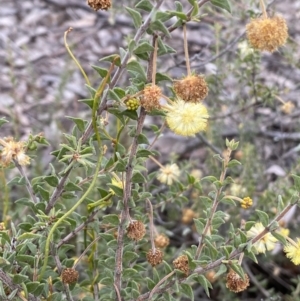 Acacia gunnii at Jerrabomberra, NSW - 1 Sep 2022