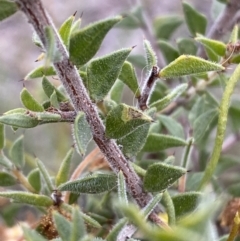 Acacia gunnii at Jerrabomberra, NSW - 1 Sep 2022 03:56 PM