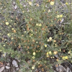 Acacia gunnii at Jerrabomberra, NSW - 1 Sep 2022