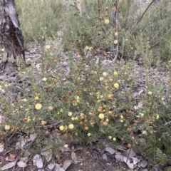 Acacia gunnii at Jerrabomberra, NSW - 1 Sep 2022 03:56 PM