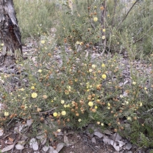 Acacia gunnii at Jerrabomberra, NSW - 1 Sep 2022 03:56 PM