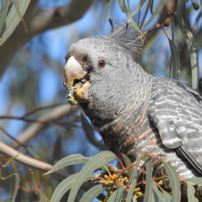 Callocephalon fimbriatum (Gang-gang Cockatoo) at Lions Youth Haven - Westwood Farm A.C.T. - 31 Aug 2022 by HelenCross