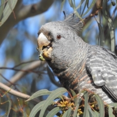 Callocephalon fimbriatum (Gang-gang Cockatoo) at Lions Youth Haven - Westwood Farm - 31 Aug 2022 by HelenCross
