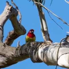 Platycercus eximius (Eastern Rosella) at Werai, NSW - 30 Aug 2022 by Aussiegall