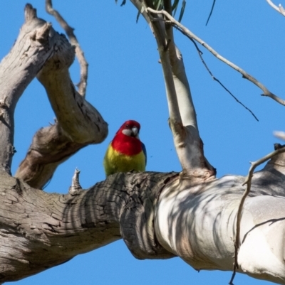 Platycercus eximius (Eastern Rosella) at Wingecarribee Local Government Area - 30 Aug 2022 by Aussiegall